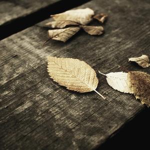 黄片无码免费看
